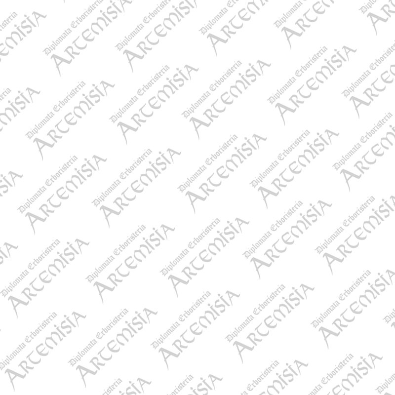 Arcangea| Artemisiaerboristeria.it - 2214